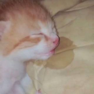 Share Sensations 🎵