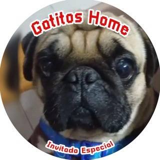 𝐆𝐚𝐭𝐢𝐭𝐨𝐬 𝐇𝐨𝐦𝐞 🦁